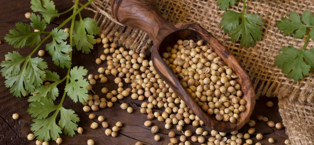 Les différentes formes de coriandre pour la cuisine