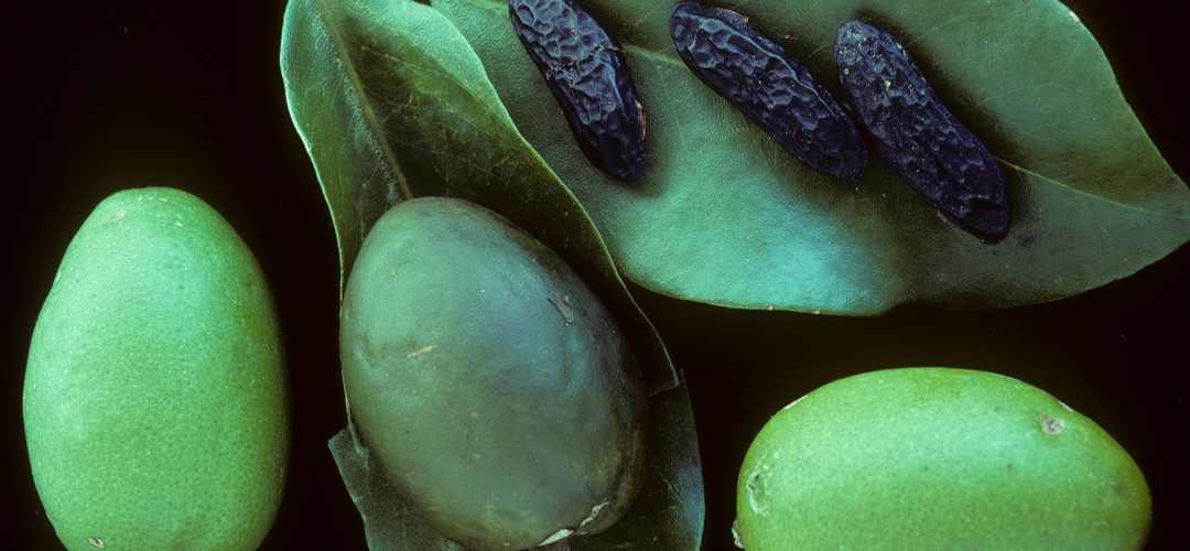 fève de tonka : origine, utilisation et secrets pour sublimer vos desserts - Épices Fuchs