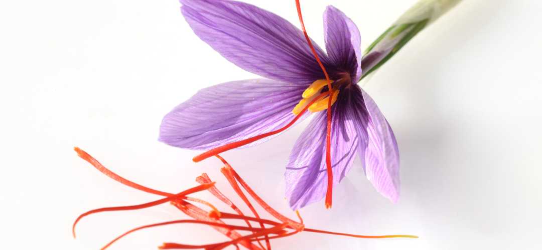 Phot de crocus la fleur pour le safran