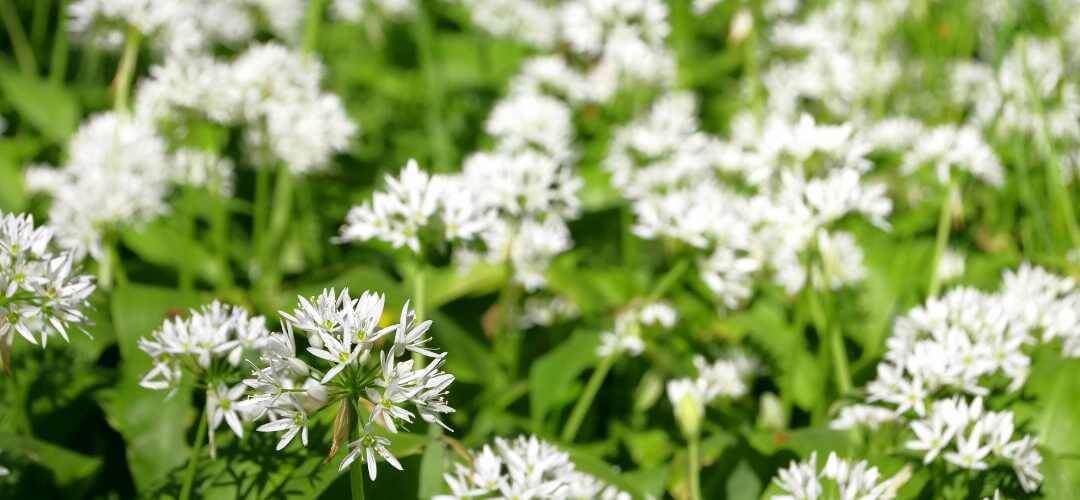 Ail des ours : origine, goût et idées de recettes - Épices Fuchs