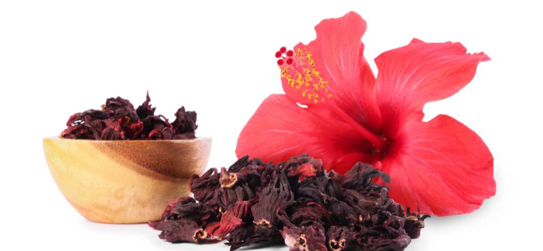 Fleurs d'hibiscus séchées pour la préparation du Bissap africain