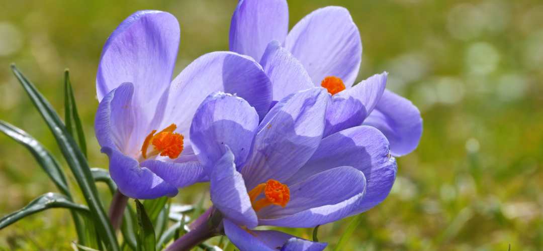 Fleurs de crocus pour le safran